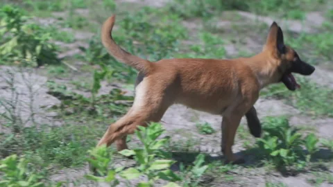 Belgian Malinois runs through a clearing in slow motion. Puppy Shepherd happily Stock Footage 139443279