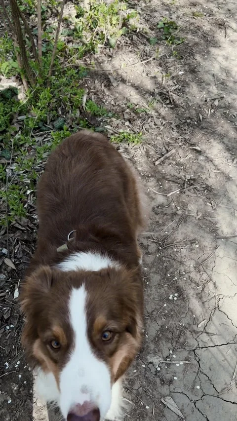 Belgian Malinois stands on a forest path and invites an Australian Shepherd to Stock Footage 332651383