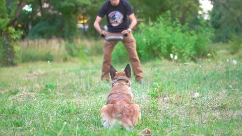 Belgian Malinois Is Training For Future Work Stock Footage 130044939