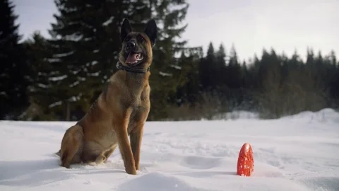 Belgian Malinois waiting for command of his owner to take his toy. Stock Footage 84139349
