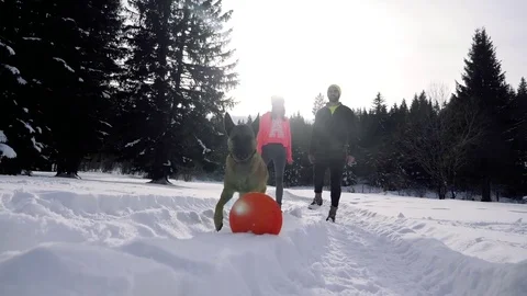 Belgian Malinois waiting for command of his owner to take his toy. Stock Footage 84143289