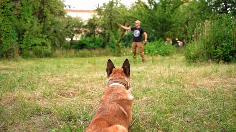 Belgian Malinois Is Waiting For Her Trainer To Give Her The Command Stock Footage 130042641