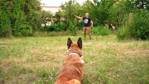 Belgian Malinois Is Waiting For Her Trainer To Give Her The Command Stock Footage 130043774