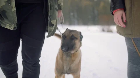 Belgian Malinois walking in between couple. Stock Footage 84139089