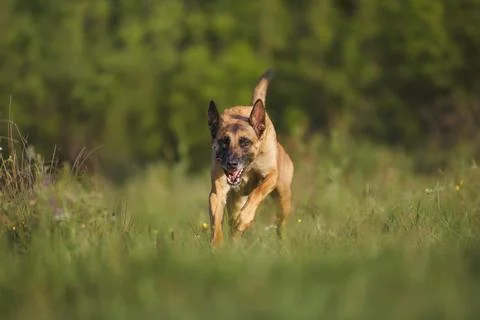 Belgian Malinois walking forward Foto stock