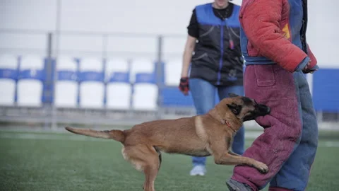 Belgian shepherd attacks trainer in protective suit, attack training Stock-Footage 253172776