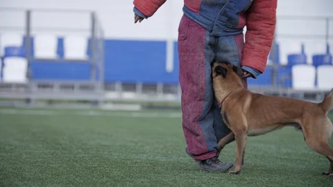 Belgian shepherd bites trainer between the legs, attack training Stock-Footage 253172804