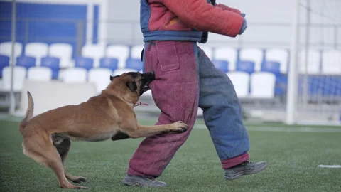 Belgian shepherd dog jumps up and bites his trainer in protective suit Stock-Footage 253172876