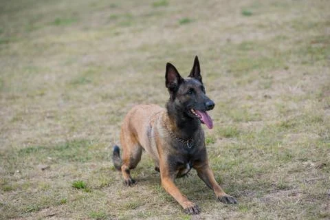Belgian Shepherd dog lying down outdoors in summer Stock Photos