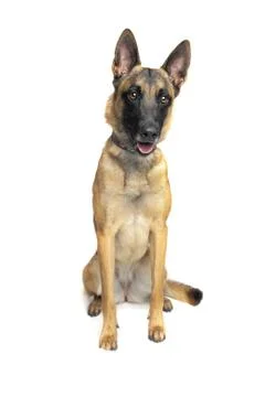 Belgian Shepherd Dog Stock Photos