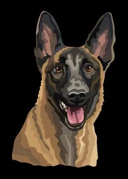 Belgian shepherd dog vector color illustration on black background Stock Illustration