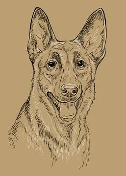 Belgian shepherd dog vector hand drawing vector brown Stock Illustration
