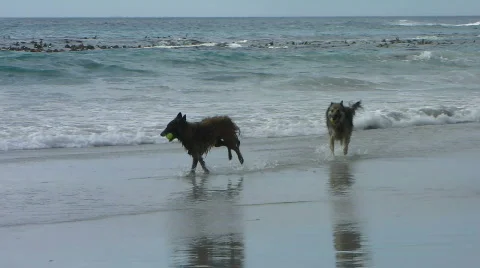 Belgian Shepherd dogs 5 Stock Footage