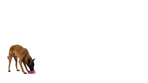 Belgian shepherd drinks water from a red bowl on a white background Stock Footage 95078055