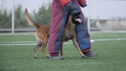 Belgian Shepherd follows his trainer, training a service dog Stock Footage 253172849