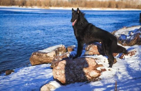 Belgian shepherd in front of a river in winter Stock Photos