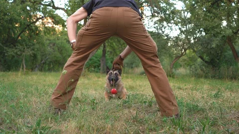 Belgian Shepherd Having Fun With A Man In The Park Stock Footage 130130953