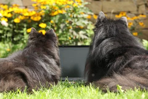 Belgian shepherd lying in front of the notebook Stock Photos