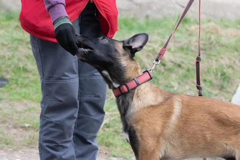 Belgian Shepherd Malinois, dog eats Stock Photos