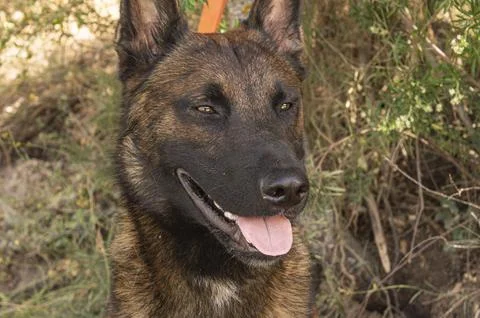 Belgian Shepherd Malinois. Stock Photos