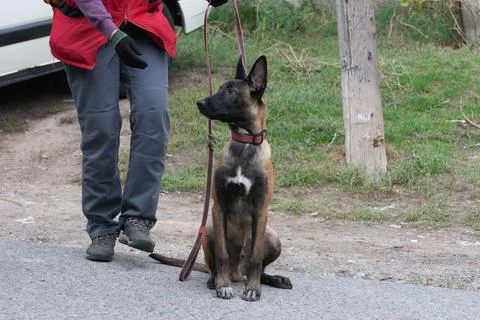 Belgian Shepherd Malinois  sits on command Stock Photos