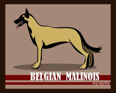 Belgian Shepherd Malinois vector dog eps 10 Stock Illustration