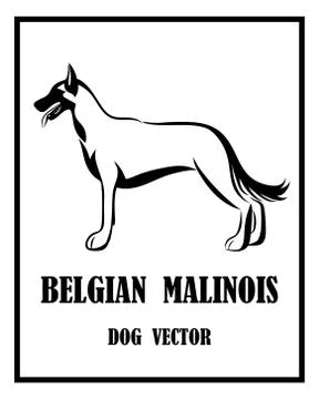 Belgian Shepherd Malinois vector dog eps 10 Stock Illustration