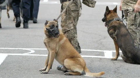 Belgian Shepherd in muzzle near policeman Stock Footage 97799245