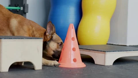 Belgian shepherd nosework training exercises Stock Footage 244678882