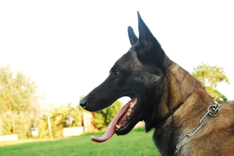 Belgian shepherd Stock Photos