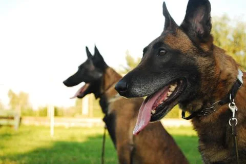Belgian shepherd Stock Photos