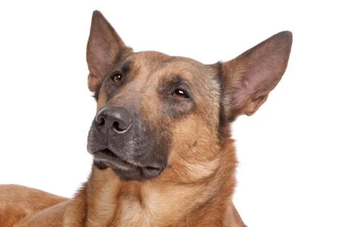 Belgian Shepherd Foto stock