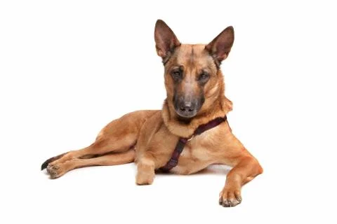 Belgian Shepherd Stock Photos
