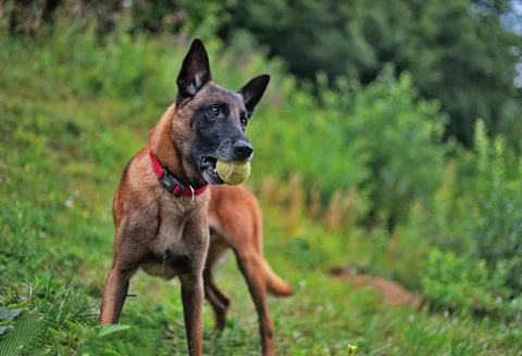 Belgian Shepherd Stock Photos