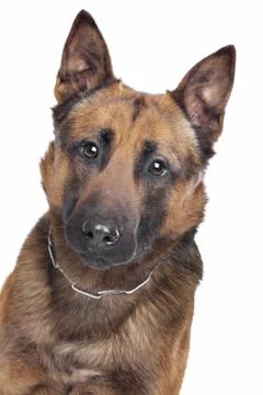 Belgian Shepherd portrait Stock Photos