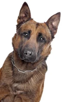 Belgian Shepherd portrait Stock Photos