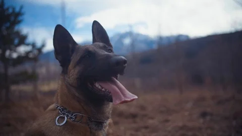 Belgian Shepherd Posing in Front of a Camera With Mountains In The Background Stock Footage 87566640
