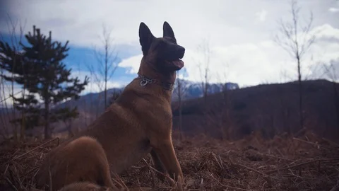 Belgian Shepherd Posing in Front of a Camera With Mountains In The Background Stock Footage 87566684
