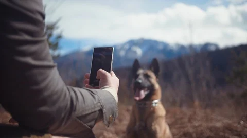 Belgian Shepherd Posing in Front of a Camera With Mountains In The Background Stock Footage 87567215