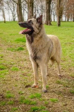 Belgian Shepherd practising postures and other things of dogs Stock Photos