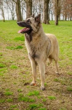 Belgian Shepherd practising postures and other things of dogs Stock Photos
