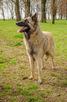 Belgian Shepherd practising postures and other things of dogs Stock Photos