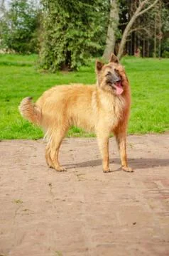 Belgian Shepherd practising postures and other things of dogs Stock Photos