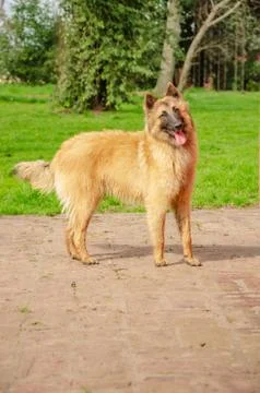 Belgian Shepherd practising postures and other things of dogs Stock Photos