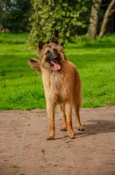 Belgian Shepherd practising postures and other things of dogs Stock Photos