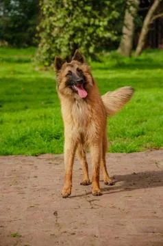 Belgian Shepherd practising postures and other things of dogs Stock Photos