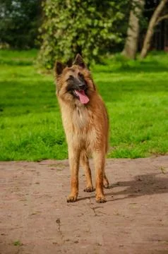 Belgian Shepherd practising postures and other things of dogs Stock Photos