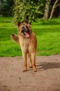 Belgian Shepherd practising postures and other things of dogs Stock Photos