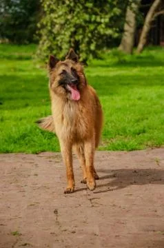 Belgian Shepherd practising postures and other things of dogs Stock Photos