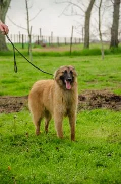 Belgian Shepherd practising postures and other things of dogs Stock Photos